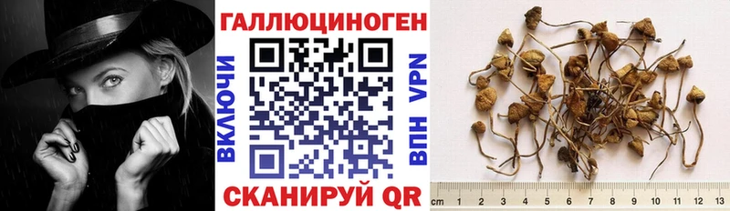 блэк спрут как зайти  Мончегорск  Псилоцибиновые грибы Psilocybine cubensis 